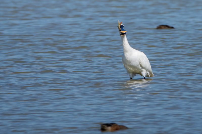 Spatule blanche avalant un poisson